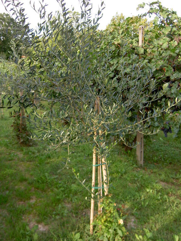 Agriturismo Monteortone Abano Terme Extérieur photo